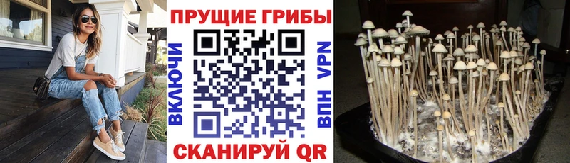 Псилоцибиновые грибы Cubensis  Ленинск 